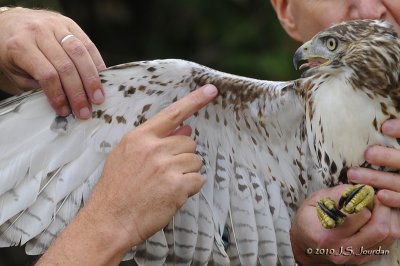 HawkFest2010_5809b.jpg