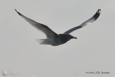 RingbilledGull2373b.jpg