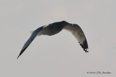 RingbilledGull2374b.jpg