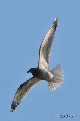 RingbilledGull2383b.jpg