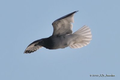 RingbilledGull2384b.jpg