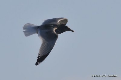 RingbilledGull2394b.jpg