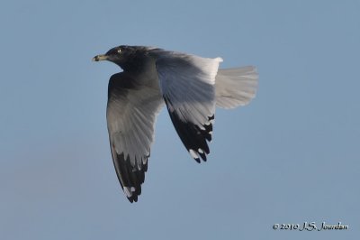 RingbilledGull2413b.jpg