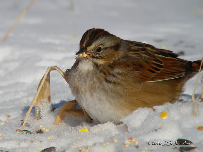SwampSparrow9514b.jpg