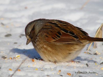 SwampSparrow9521b.jpg