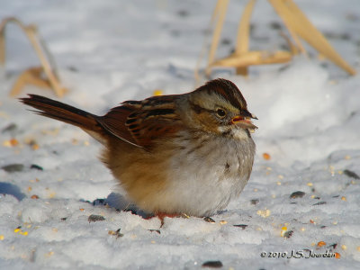 SwampSparrow9538b.jpg
