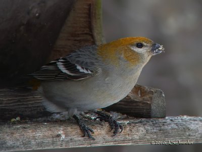 PineGrosbeak9673b.jpg