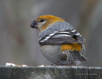 PineGrosbeak9688b.jpg