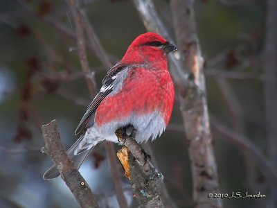 Pine Grosbeak