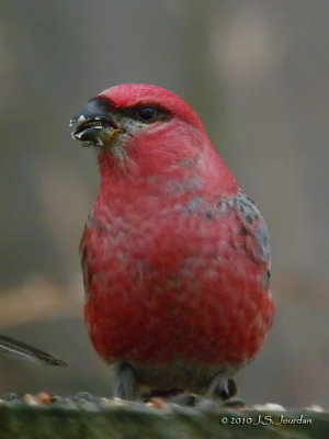 PineGrosbeak9807b.jpg