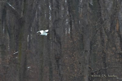 GreatEgret4281b.jpg