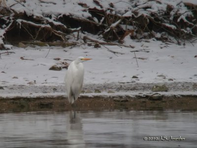 GreatEgret9847b.jpg