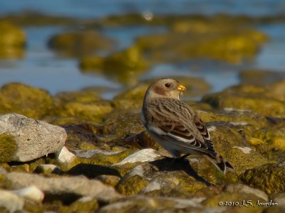 SnowBunting8958b.jpg