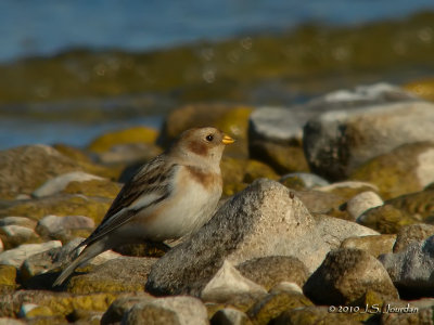 SnowBunting8986b.jpg