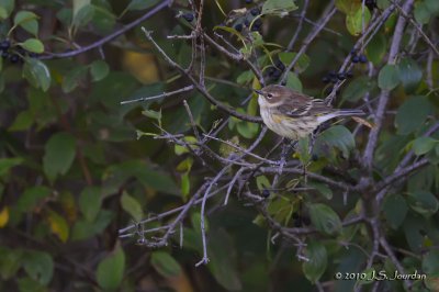 YellowrumpedWarbler6137b.jpg