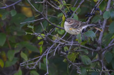YellowrumpedWarbler6141b.jpg