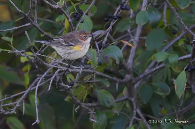 YellowrumpedWarbler6152b.jpg