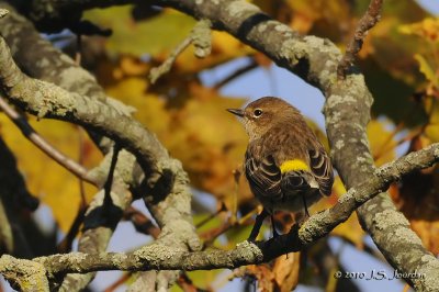 YellowrumpedWarbler6157B.jpg