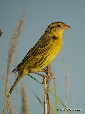 Bobolink0637b.jpg