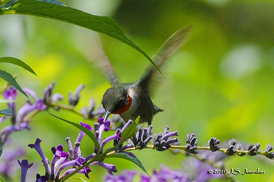 RubythroatedHummingbird8332b.jpg