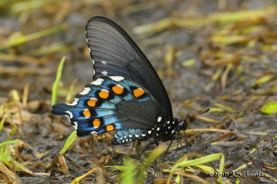 PipevineSwallowtail8319b.jpg