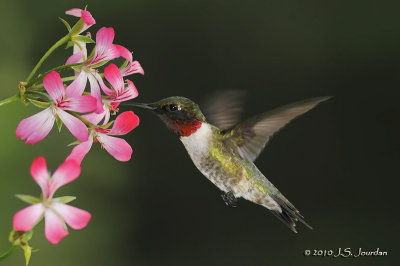 RubythroatedHummingbird7736b.jpg