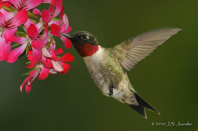 RubythroatedHummingbird7743b.jpg