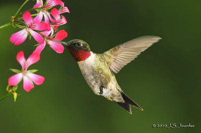 RubythroatedHummingbird7793b.jpg