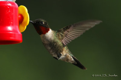 RubythroatedHummingbird7824b.jpg