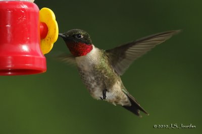 RubythroatedHummingbird7798b.jpg