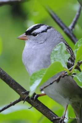 WhitecrownedSparrow6431b.jpg