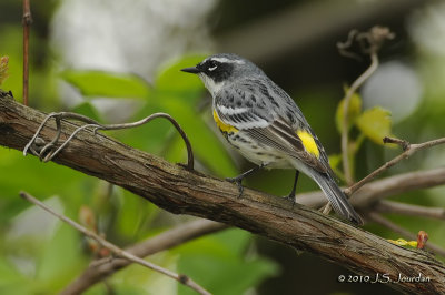 MyrtleWarbler5292b.jpg