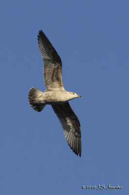 2ndcycleGreatBlackbackedGull6963b.jpg