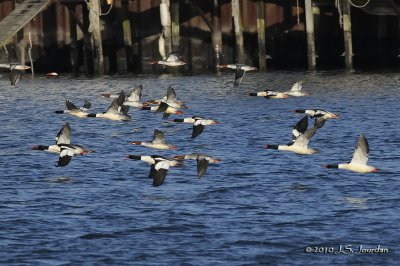 CommonMerganser6912b.jpg