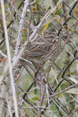 SongSparrow6030b.jpg