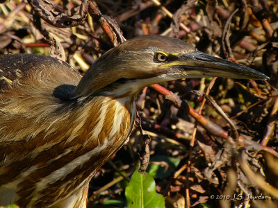 AmericanBittern9985b.jpg