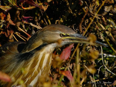 AmericanBittern9998b.jpg