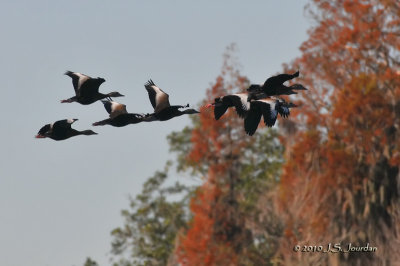 BlackbelliedWhistlingDuck4769b.jpg