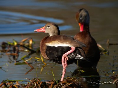 BlackbelliedWhistlingDuck9950b.jpg