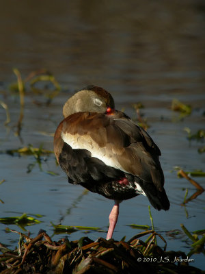 BlackbelliedWhistlingDuck9966b.jpg