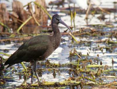 GlossyIbis0288b.jpg