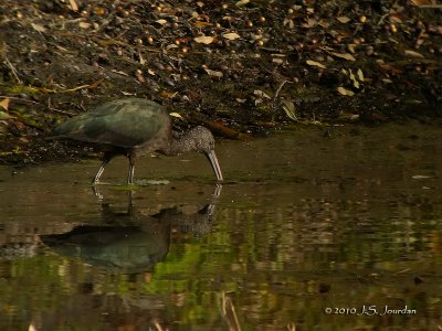 GlossyIbis0321b.jpg