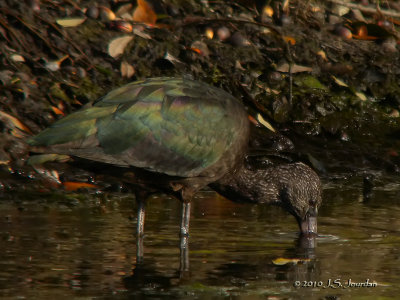 GlossyIbis0329b.jpg