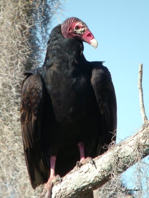 TurkeyVulture0054b.jpg