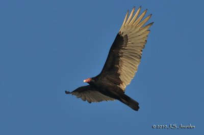 TurkeyVulture5635b.jpg