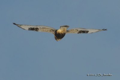 RoughleggedHawk011_5754b.jpg