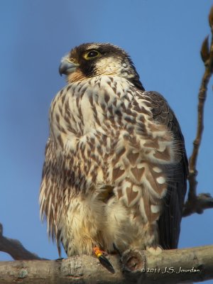 PeregrineFalcon0407b.jpg