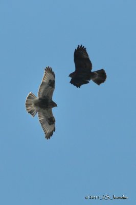 RoughleggedHawk011_6285b.jpg