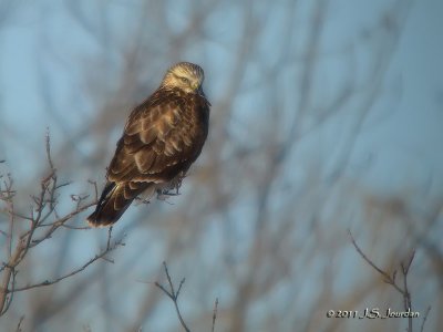 RoughleggedHawk0488b.jpg