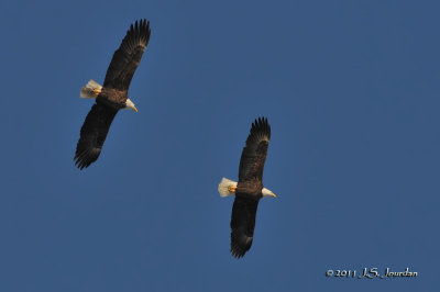 BaldEagle011_6565b.jpg